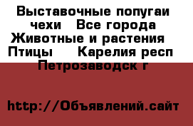 Выставочные попугаи чехи - Все города Животные и растения » Птицы   . Карелия респ.,Петрозаводск г.